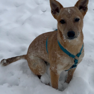 Little Guys Movers Fort Collins shop dog Maxine plays in the snow