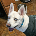 Jesco the German shepherd/husky mix with a white coat wearing a Little Guys Movers t-shirt.